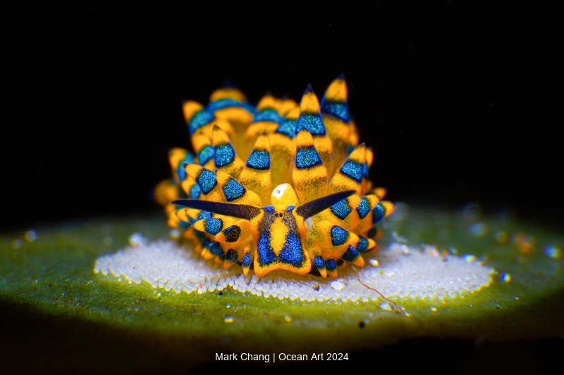 Sheep Nudibranch with Eggs